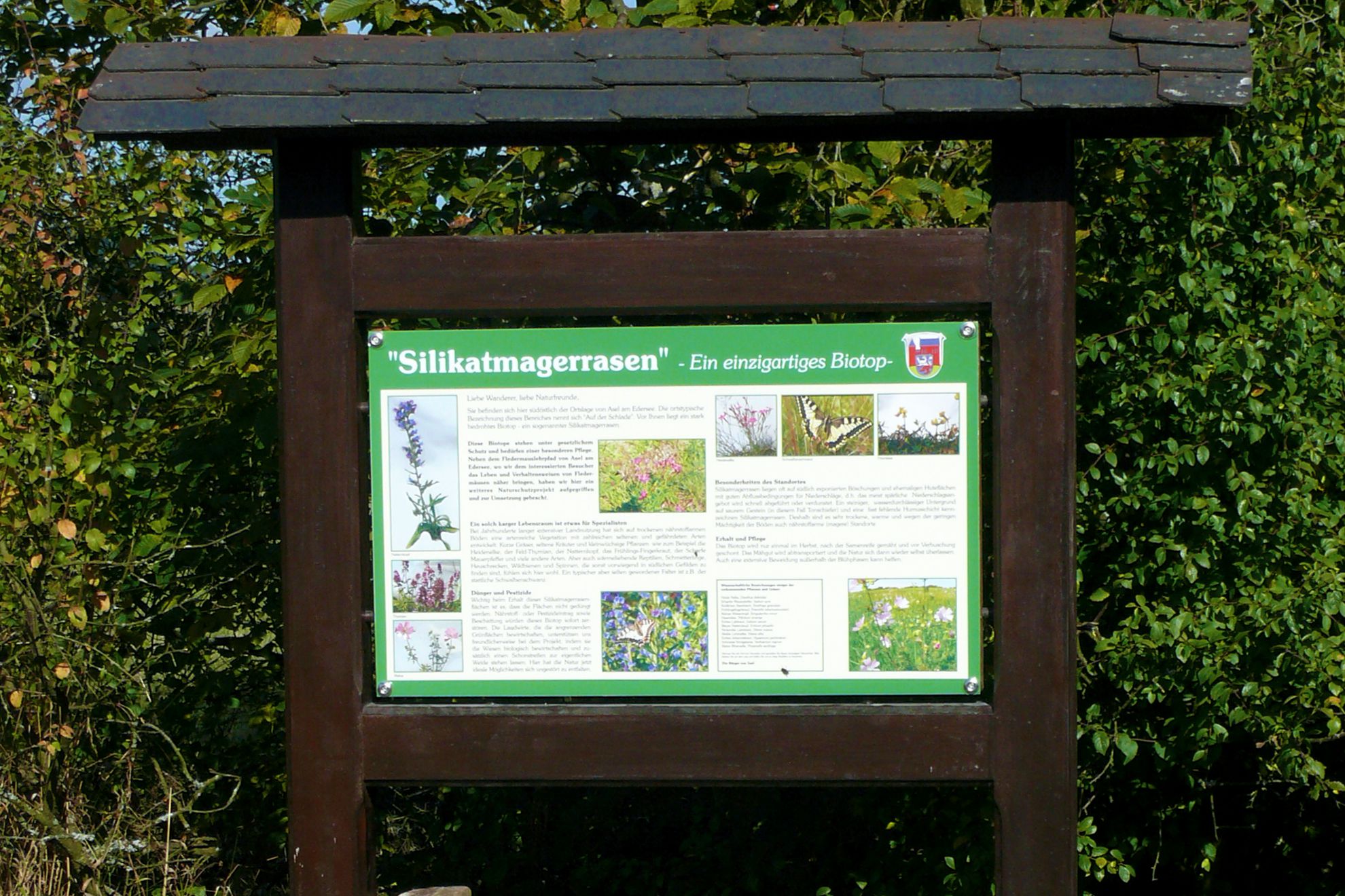 Informationstafel Silikatmagerrasen